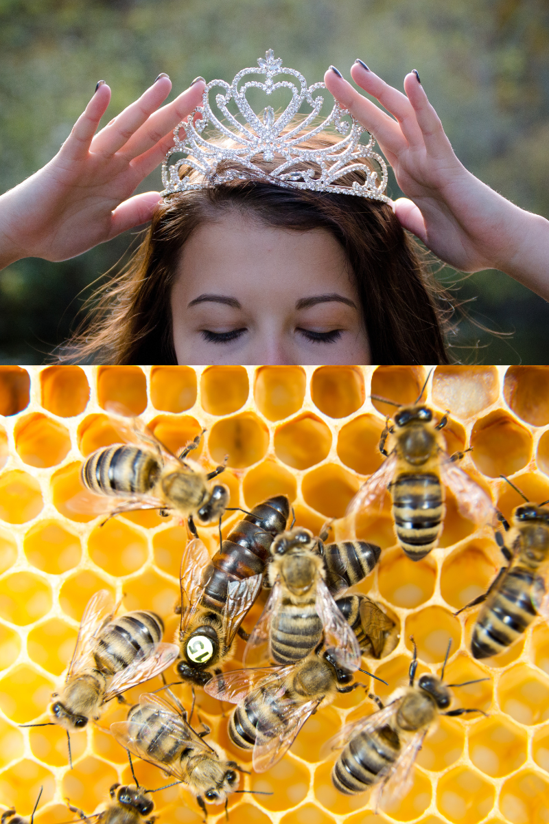What’s Fueling Your Actions: Queen or worker bee&nbsp;energy?